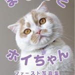 ホイちゃん(猫)が人気の理由は?飼い主や写真集の評判を調査!